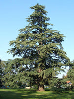 Graines de Cedrus Deodora, Cèdre de l'Himalaya