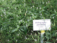 50 Graines de Andrographis paniculata, Chirette Verte