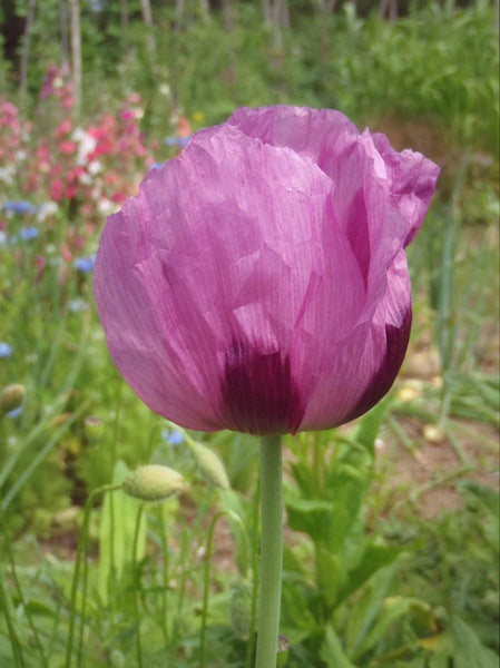 40 Graines de Pavot Bleu Hongrois, Papaver Somniferum, Fleur Bleue Violet