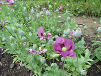 40 Graines de Pavot Bleu Hongrois, Papaver Somniferum, Fleur Bleue Violet