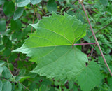 3 Graines de Vigne des rivages, Vitis Riparia