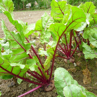 30 Graines de Betterave Rouge d'Egypte, Beta vulgaris