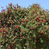 Graines Callistemon rigidus, Rince-bouteille rigide