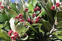 3 Graines de Karo, Pittosporum crassifolium