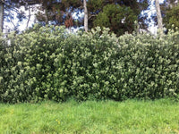 7 Graines de Karo, Pittosporum crassifolium