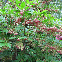 Graines Enkianthus campanulatus