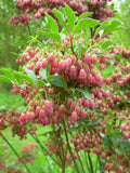 Graines Enkianthus campanulatus