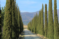 Graines Cupressus sempervirens var. pyramidalis, Cyprès d'Italie, Cyprès commun