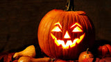 20 Graines de Courge Halloween Jack O'Lantern, Cucurbita pepo