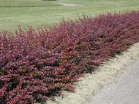 Graines Berberis Thunbergii Atropurpureum, Épine-Vinette du Japon