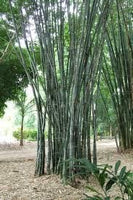 50 Graines Dendrocalamus strictus, Bambou mâle, Bambou de Calcutta