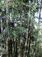 50 Graines Dendrocalamus strictus, Bambou mâle, Bambou de Calcutta