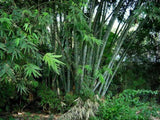 20 Graines Dendrocalamus strictus, Bambou mâle, Bambou de Calcutta