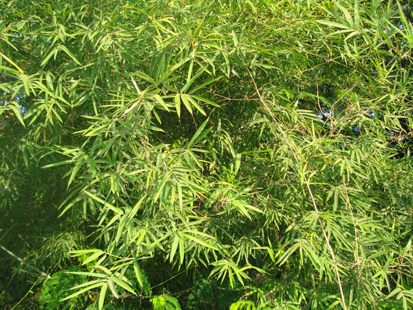 7 Graines Dendrocalamus strictus, Bambou mâle, Bambou de Calcutta