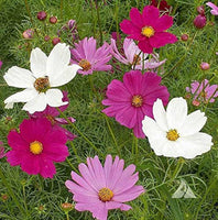 20 Graines de Cosmos Mix Sensation, Cosmos Bipinnatus