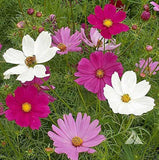 20 Graines de Cosmos Mix Sensation, Cosmos Bipinnatus