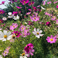 10 Graines de Cosmos Mix Sensation, Cosmos Bipinnatus