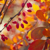 Graines Berberis vulgaris var. Australis, épine-vinette