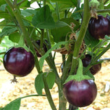 20 Graines de Aubergine "Ronde de Valence", Solanum Melongena