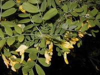 3 Graines Caraganier de Sibérie, Caragana arborescens, Pois de Sibérie, Arbre à Petits Pois, Acacia de Sibérie