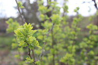 7 Graines Caraganier de Sibérie, Caragana arborescens, Pois de Sibérie, Arbre à Petits Pois, Acacia de Sibérie