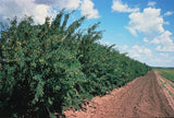 7 Graines Caraganier de Sibérie, Caragana arborescens, Pois de Sibérie, Arbre à Petits Pois, Acacia de Sibérie