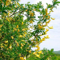 50 Graines Caraganier de Sibérie, Caragana arborescens, Pois de Sibérie, Arbre à Petits Pois, Acacia de Sibérie