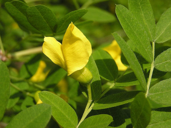 20 Graines Caraganier de Sibérie, Caragana arborescens, Pois de Sibérie, Arbre à Petits Pois, Acacia de Sibérie