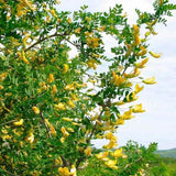 40 Graines Caraganier de Sibérie, Caragana arborescens, Pois de Sibérie, Arbre à Petits Pois, Acacia de Sibérie