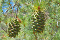 Graines de Martinez pinonpine, King pimpon, Pinus maximartinezii