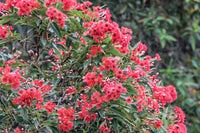 Graines Eucalyptus Ficifolia, Gommier rouge