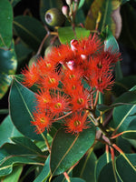 Graines Eucalyptus Ficifolia, Gommier rouge