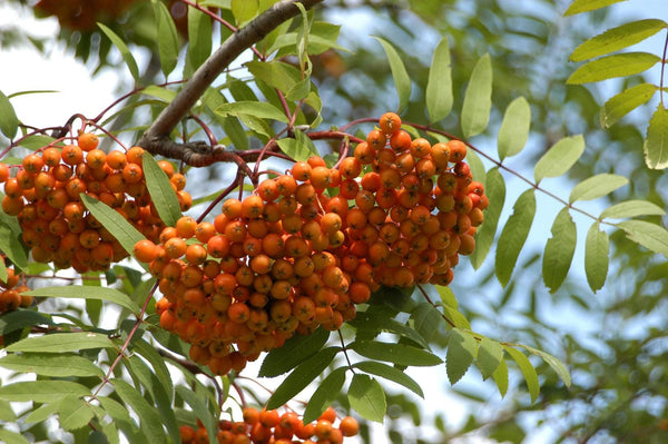 7 Graines de Sorbier des Oiseleurs Sorbier des Oiseaux Sorbus Aucuparia