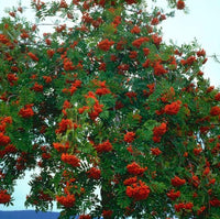 10 Graines de Sorbier des Oiseleurs Sorbier des Oiseaux Sorbus Aucuparia