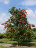 3 Graines de Sorbier des Oiseleurs Sorbier des Oiseaux Sorbus Aucuparia