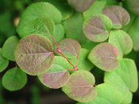 7 Graines Cercidiphyllum japonicum, Arbre au Caramel, Katsura