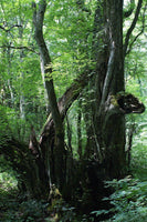 7 Graines Cercidiphyllum japonicum, Arbre au Caramel, Katsura