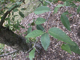 Graines Alnus Nitida, Aulne