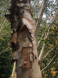 Graines Betula Costata, Bouleau de Mandchourie