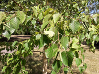 Graines Betula Costata, Bouleau de Mandchourie