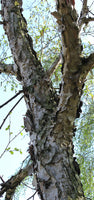 Graines Betula Costata, Bouleau de Mandchourie