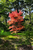 Graines de Acer mandshuricum, Érable de Mandchourie