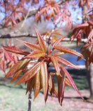 Graines de Acer mandshuricum, Érable de Mandchourie