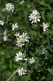 Graines Amelanchier utahensis, Amélanchier de Coville