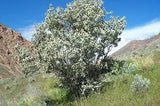 Graines Amelanchier utahensis, Amélanchier de Coville