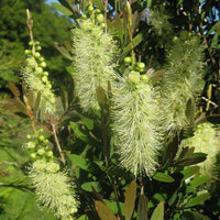 Graines Callistemon salignus , Rince-bouteille à feuilles de Saule