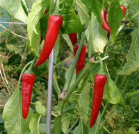 25 Graines de piment de Cayenne, Capsicum Annuum, Piment enragé