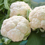 50 Graines de Chou-Fleur "Rober", Brassica Oleracea