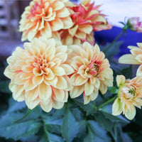 10 Graines de Dahlia Nain, Dahlia Variabilis Unwins Hybrids