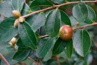 10 Graines de Théier à Huile, Camellia oleifera